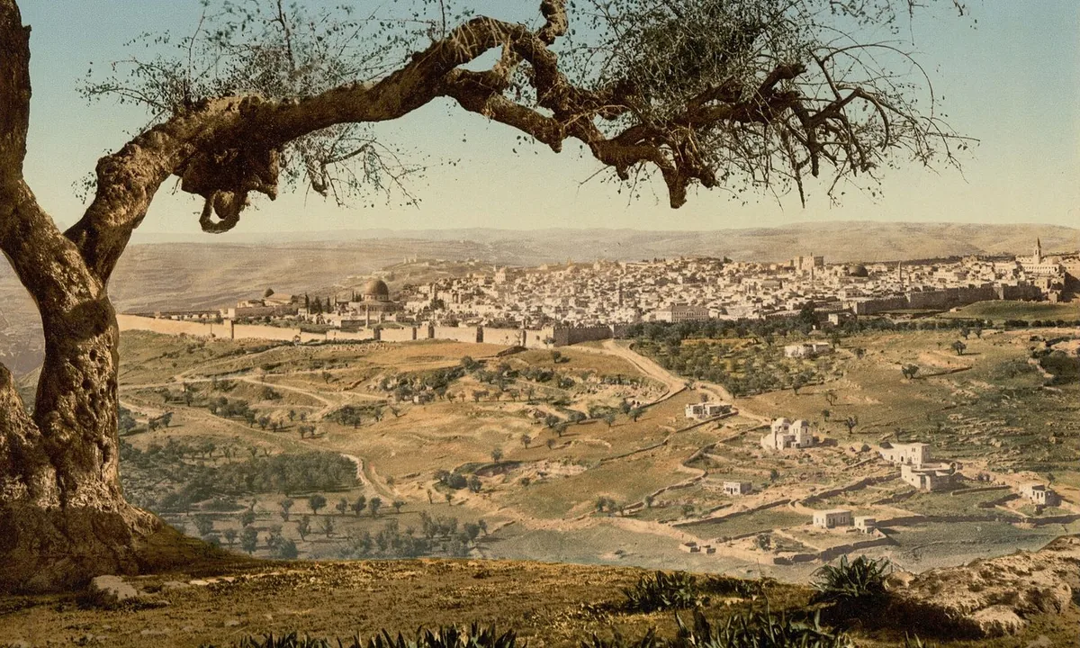 Old hand-coloured photograph of a walled hilltop city with a domed building, seen across terraced fields and olive trees, framed by the twisting branch of an old tree in the foreground.